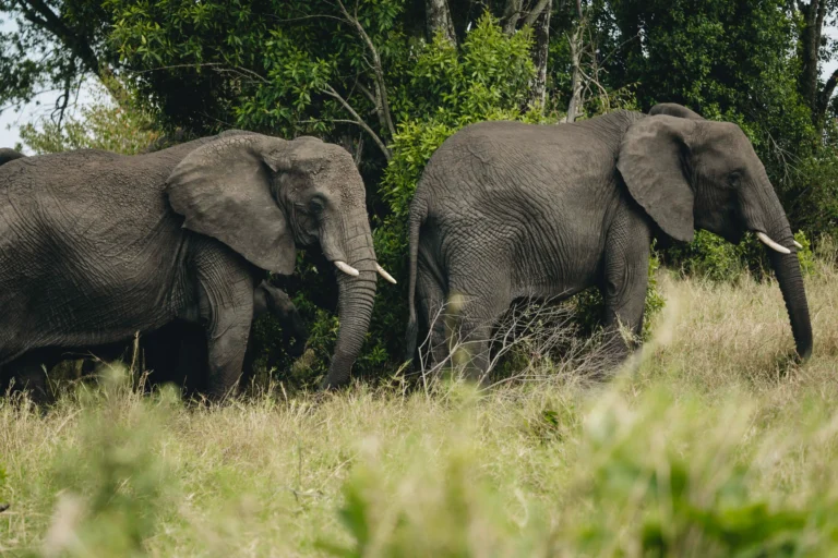 7 Days Tanzania and Kenya Safari