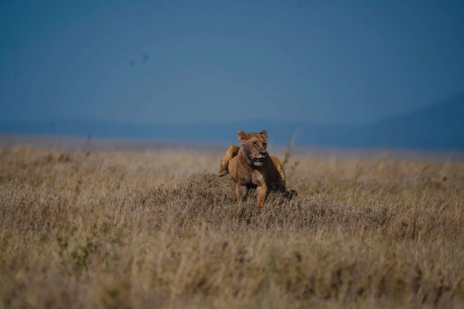 Kenya Safaris