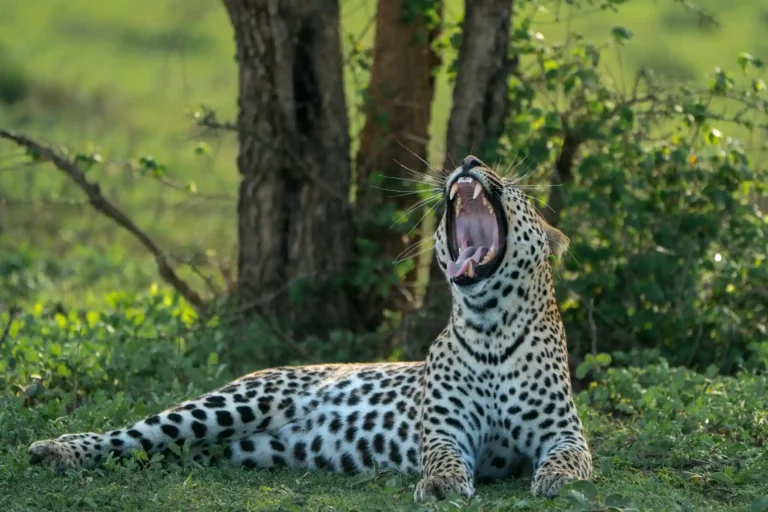 10 Days Tanzania and Zanzibar Beach Safari