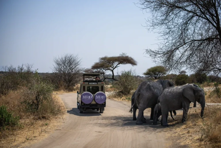 1 Day Tarangire National Park