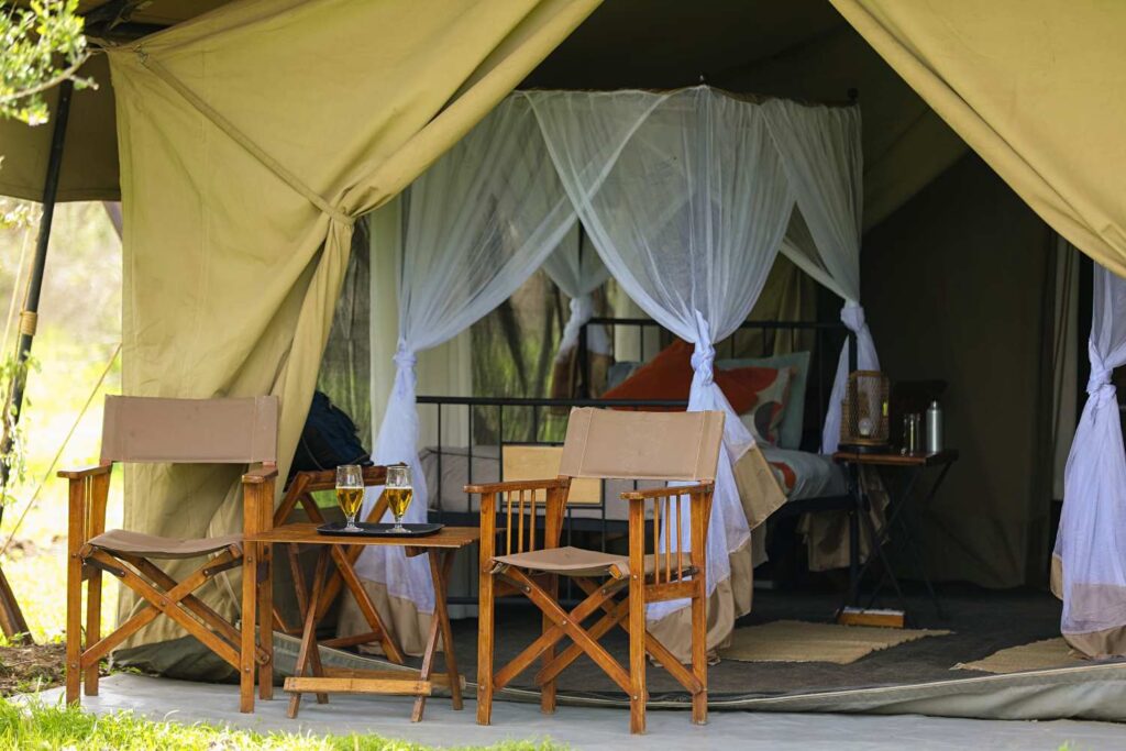 intimate camp zebra