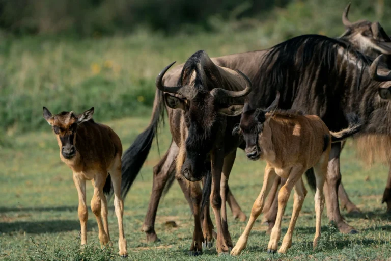 2 Days Ngorongoro Crater and Tarangire Safari