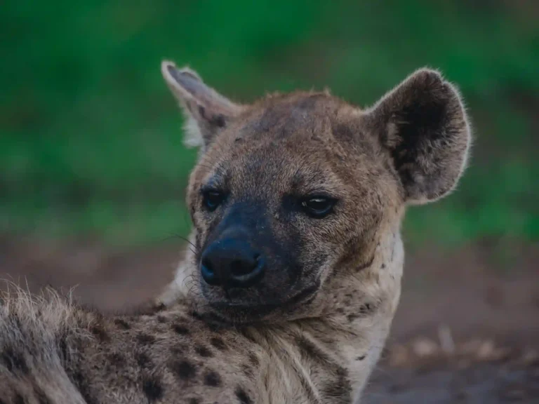 Safari di medio raggio in Tanzania di 3 giorni