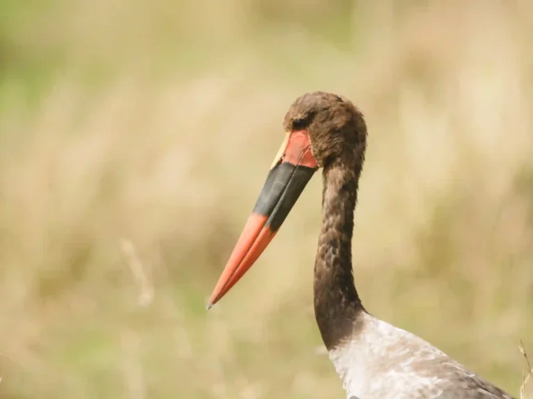 4 Days Flying Safari from Zanzibar to Serengeti