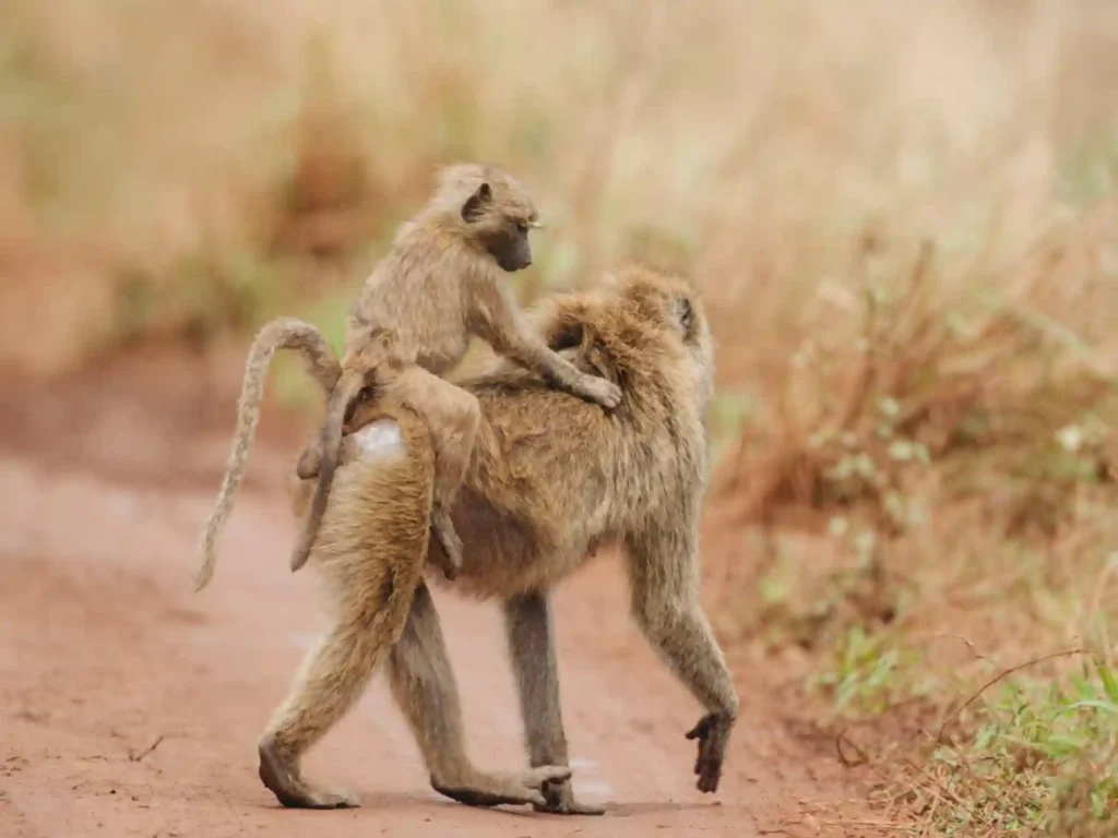 5 Days Flying Safari From Zanzibar to Serengeti