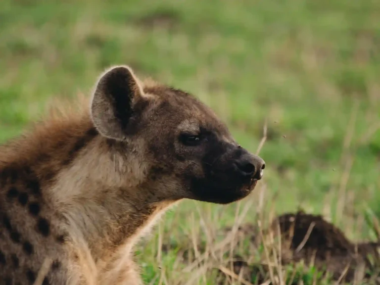 Safari di medio raggio in Tanzania di 5 giorni