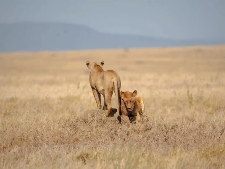 Safari in campeggio di 6 giorni in Tanzania