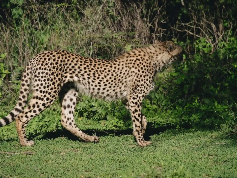 Safari di medio raggio in Tanzania di 6 giorni