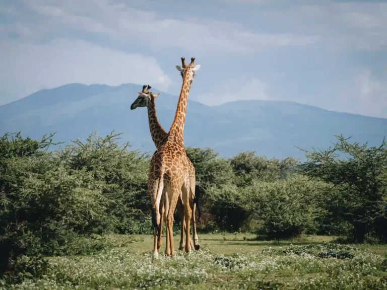 Safari di medio raggio in Tanzania di 7 giorni