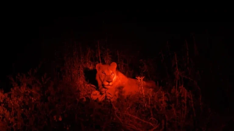 Tanzania Night Gamedrives
