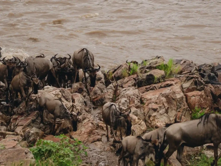 Serengeti Wildebeest Migration Safari