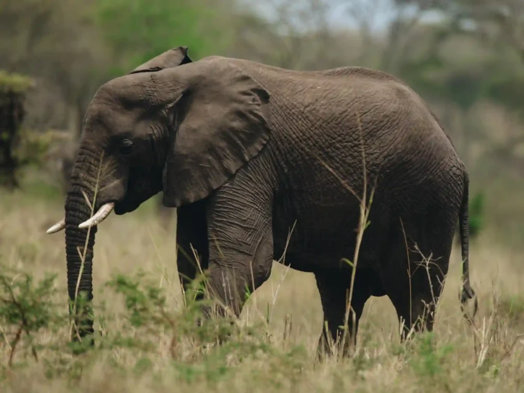 Tarangire National Park