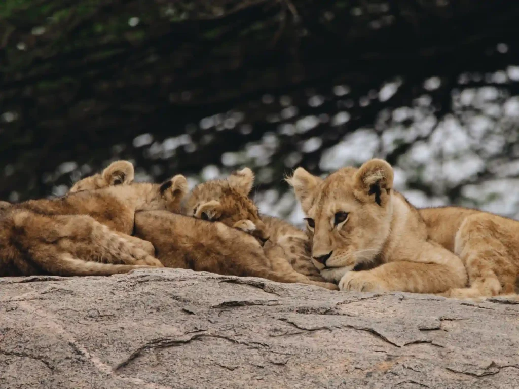 Halal-Friendly Safaris in Tanzania & Zanzibar for Muslim Travellers